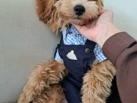 Poodle Köpeğimiz Tarçına Yuva Arıyoruz