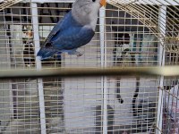 ÜST DÜZEY MUTASYON CENNET PAPAĞANI BEBEK