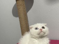 Scottish fold çift göz renkli