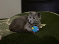 Scottish fold sahiplendirme