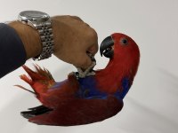 ECLECTUS PAPAĞANI YAVRU