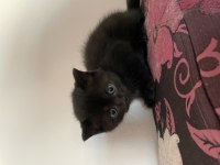 British shorthair yavrularıma yuva arıyorum