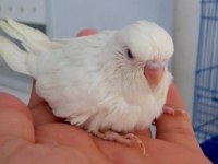 Albino jumbo yavru