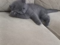 British shorthair kedimize yeni yuva aranıyor