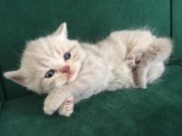 erkek blue golden british shorthair