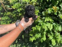 SHOW KALİTE TOY POODLE
