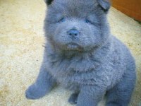 SON KALAN BLUE CHOW CHOW YAVRUMUZ
