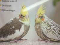Satılık sağlıklı sultan papağanı çifti
