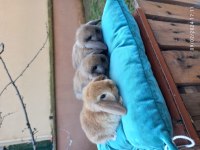 Hollanda Mini Lop Tavşanlar Şeker Yavrular