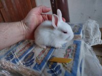 BOLU TAVŞAN SAHİPLENDİRMEMİZ