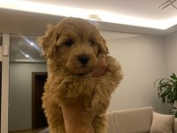 2 aylık poodle maltipoo kırma