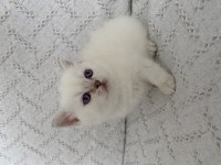 Muhteşem Güzellikte Safkan British Shorthair Yavru
