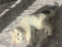 Saf kan gerçek golden kedimiz