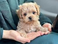 Maltipoo kore kan 0 numara bebekler