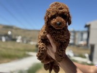 Show kalite kore toy poodle yavrular ziyarete açık