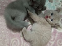 Safkan British Shorthair Bebekler - Renk Renk