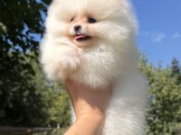 MİNİ BOY ÜST DÜZEY GÜLEN YÜZ POMERANİAN KIZIMIZ