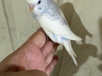 30 Günlük Renk Güzeli Erkek Bebek Muhabbet Kuşu