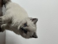 3 dişi ve 2 erkek british longhair