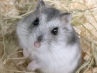 Gonzales hamster bir sürü