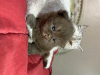 British shorthair chocolate