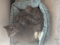 British Shorthair 4 Yavru