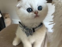 Bebek Surat Silver Scottish Fold