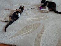 İki adet 3 aylık dişi kedi yavrusu