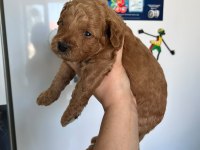 F3 maltipoo yavrular