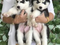 HUSKY SİBİRYA YAVRULARI