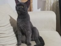 British shorthair dişi
