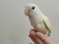 Oyun hamuru cremino sevda papağanı