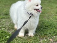 Yavrumuz eğitimlidir pomeranian boo