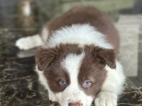 Çok iyi border collie yavruları İstanbul