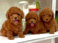 Mersinin en seçkin toy poodle yavruları