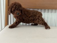 Petmode köpek çiftliğinde ziyarete açık toy poodle
