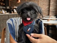 Black Morkie Çok Sevimli