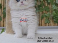 British longhair kaliteli safkan yavru