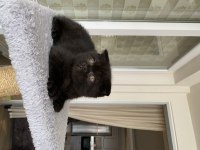 2 aylık kömür scottish fold oğluşum