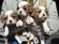 Cavalier king charles yavrularım