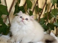 ANNE BABA FULL ŞECERELİ MÜKEMMEL BİR EVLAT KEDİMİZ