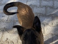 Her şeyi tam belçika malinois