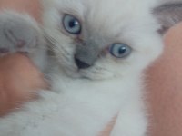British blue point