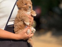 BÜYÜMEYEN AŞILI ÇİŞ EĞİTİMLİ MALTİPOO BEBEKLER