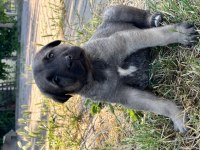 Safkan Yavru Kangal