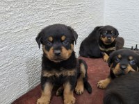 Rottweiler yavrularımız ırk garantilidir