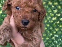 KORE ERKEK TOY POODLE YAVRU KÖPEĞİMİZ