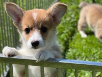 welsh corgi pembroke Erkek 3 aylık