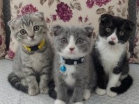 Bakmadan Geçmeyin Scottish Fold Yavrularımıza
