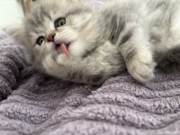 Tatlı british longhair bebeklerimiz